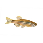 Danios, Rasbora & Minnows Danios, Rasbora & Minnows